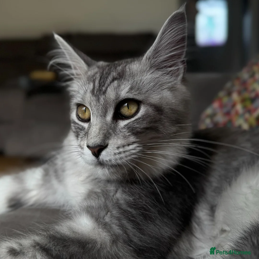 Maine Coon cats for sale: Only this weekend Maine Coon super price - Advert 2