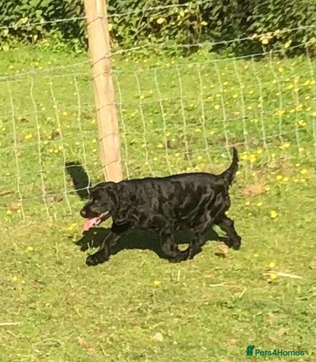 Cocker Spaniel dogs for sale: Adult kc reg show cocker spaniel  - Advert 4