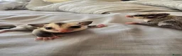 Sugar Glider rodents for sale: Sugar glider boy and girl for sale not ready yet in Great Yarmouth - Advert 5