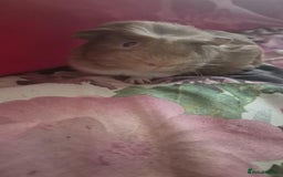 Guinea Pig rodents for sale: Male Guinea pigs - Image 3