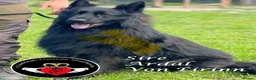 German Shepherd dogs for sale: ONLY 4 AMAZING GIRLS LEFFT in Nottingham - Advert 11
