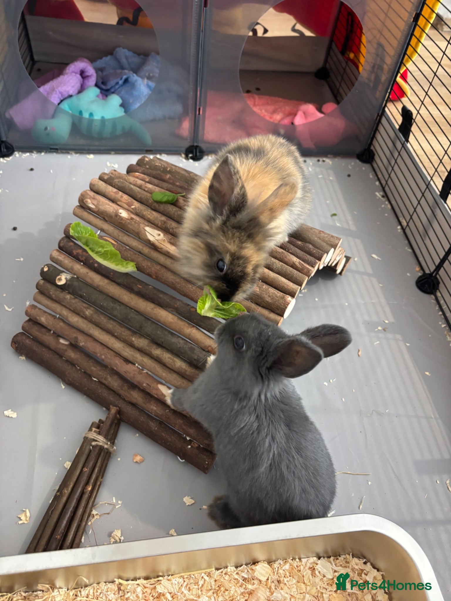 Lionhead rabbits Two sibling lion head rabbits  - Advert 1