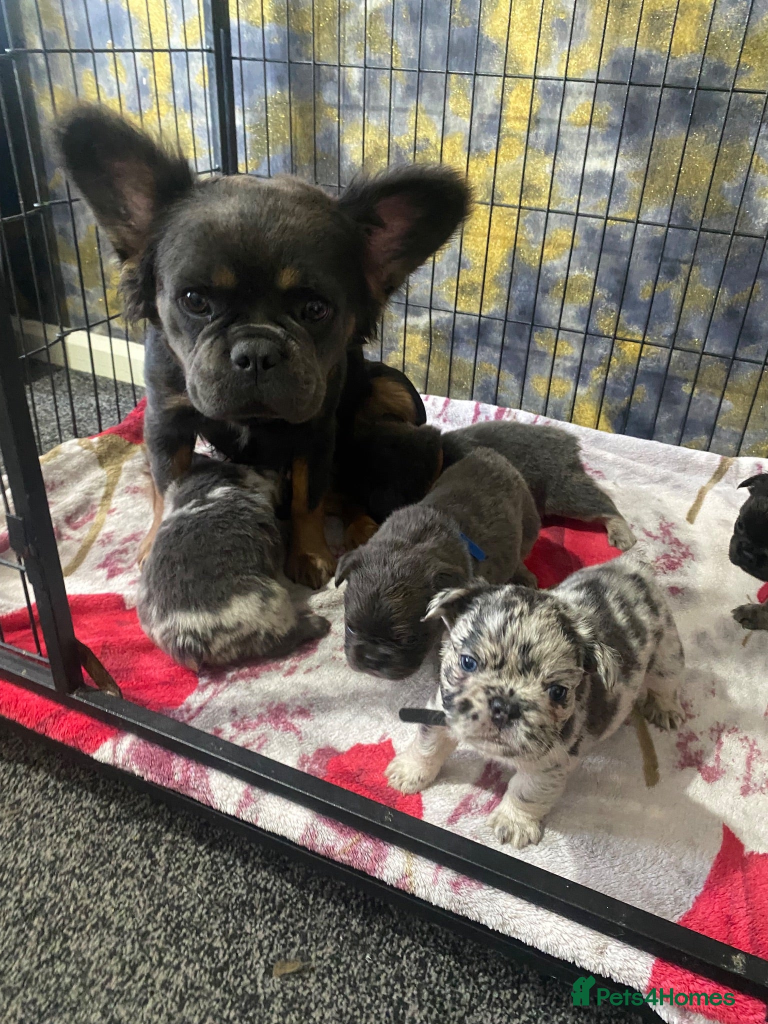 French Bulldog dogs Super fluffy frenchies - Advert 1