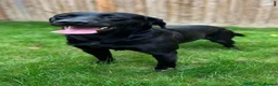 Labrador Retriever dogs for stud: Kc registered black lab - Advert 5