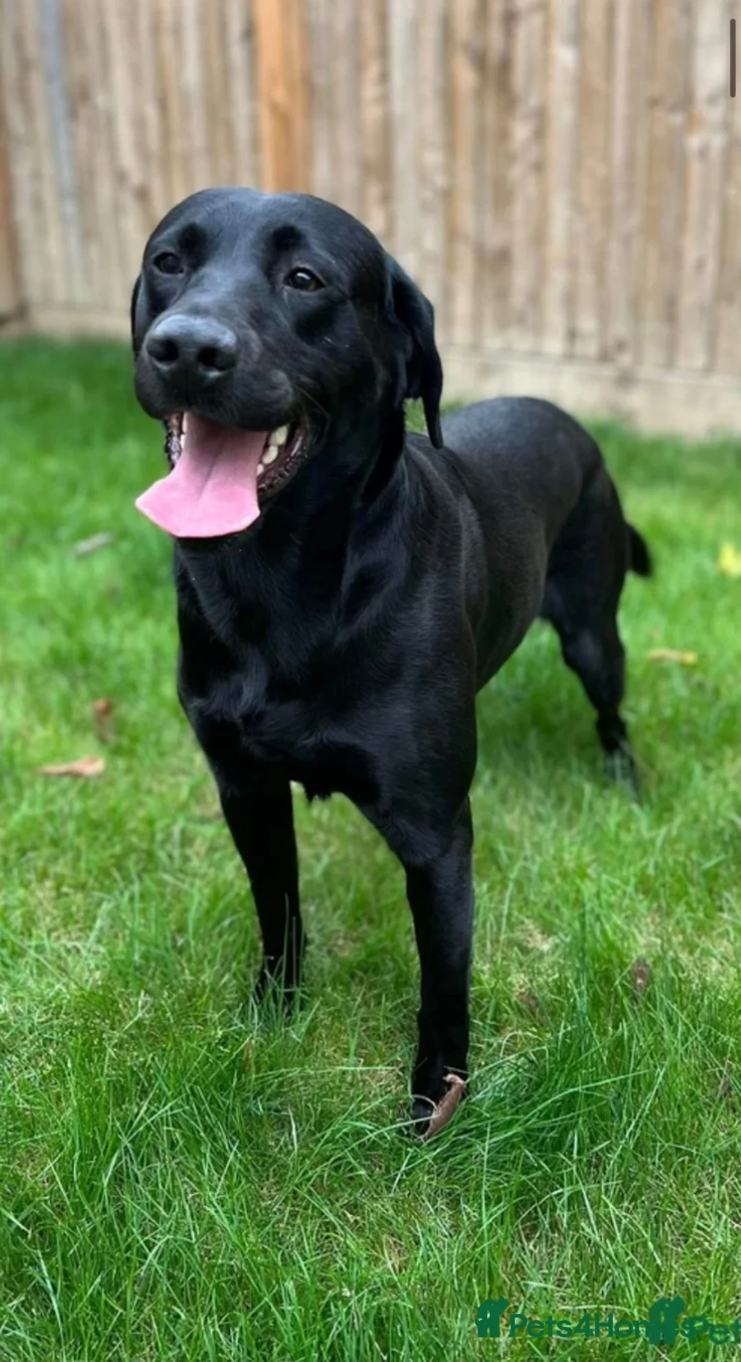 Labrador Retriever dogs for stud: Kc registered black lab - Advert 5