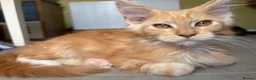 Maine Coon cats for sale: Stunning XL Russian Maine Coon kittens - Advert 12