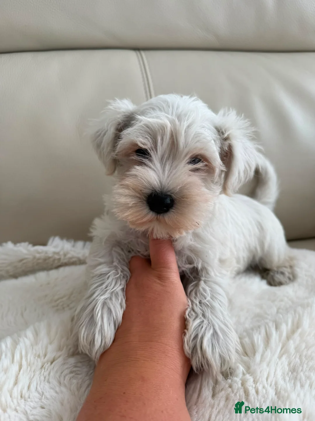Miniature Schnauzer dogs for sale: Kc registered mini schnauzer - Advert 2