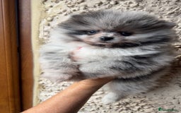 Pomeranian dogs for sale: ‼️💙QUALITY TEDDY BEAR MEARLE POMERANIAN💙 ‼️ - Image 9