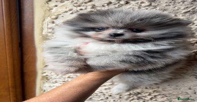 Pomeranian dogs - Advert 14
