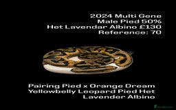 Python Snake reptiles for sale: Various Emoji Pied Ball Pythons Royal Snake  - Image 3