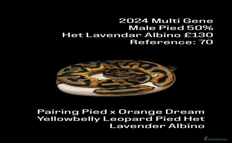 Python Snake reptiles - Advert 2