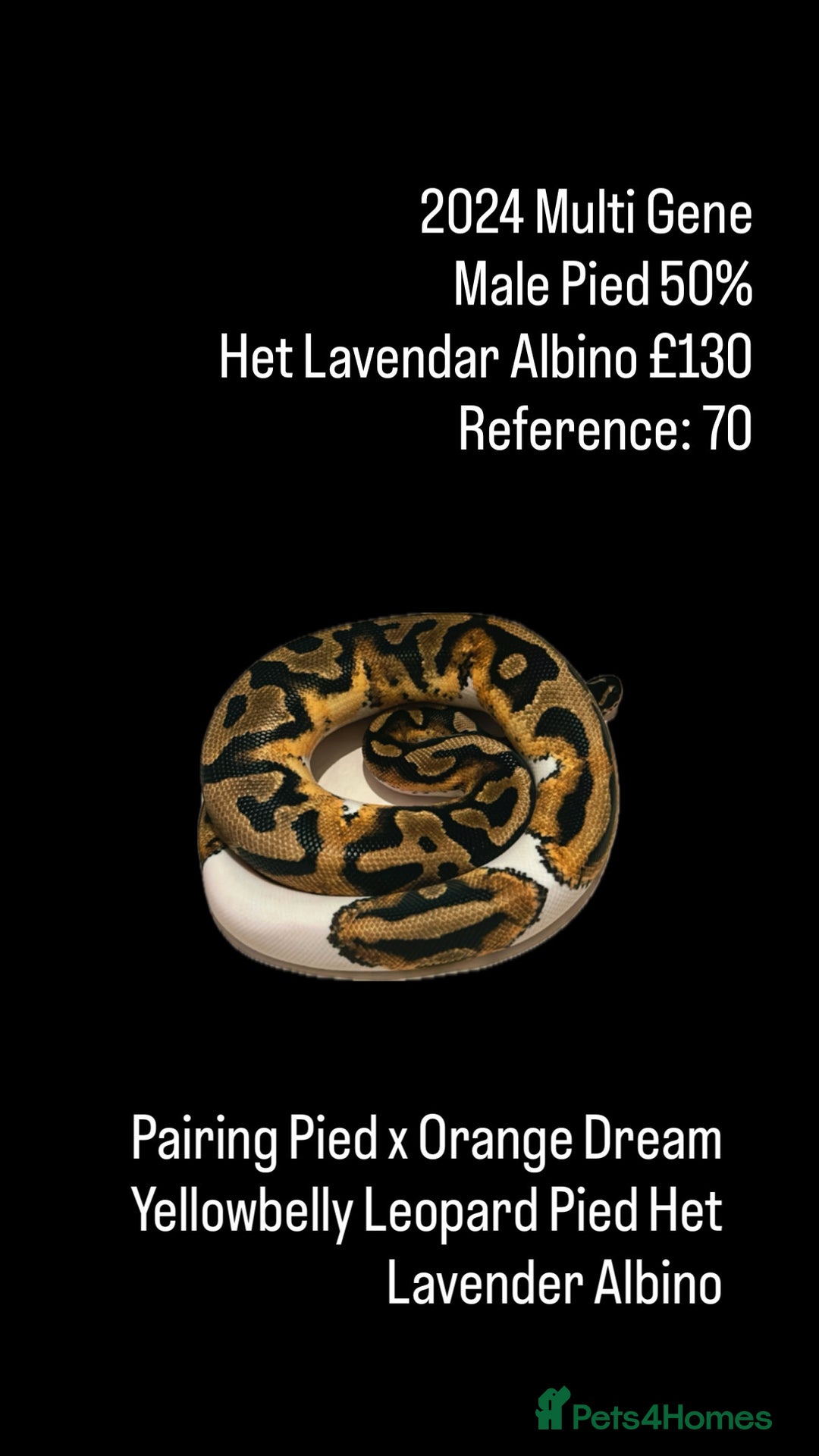 Python Snake reptiles for sale: Various Emoji Pied Ball Pythons Royal Snake  - Image 3