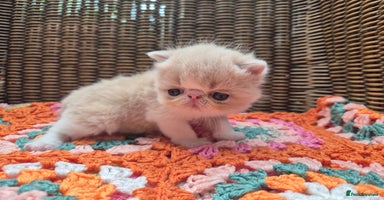 Persian cats - Advert 12