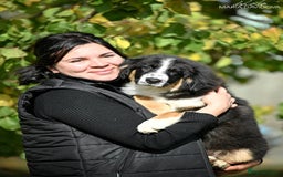 Miniature American Shepherd dogs for sale: miniature American shepherd - Image 8