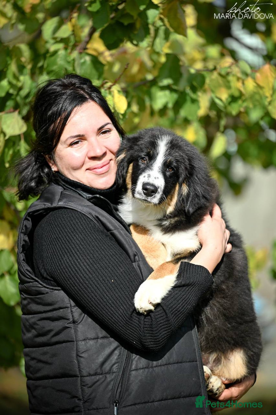 Miniature American Shepherd dogs for sale: miniature American shepherd - Image 8