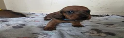 Miniature Dachshund dogs for sale: Miniature dachshund  - Advert 5