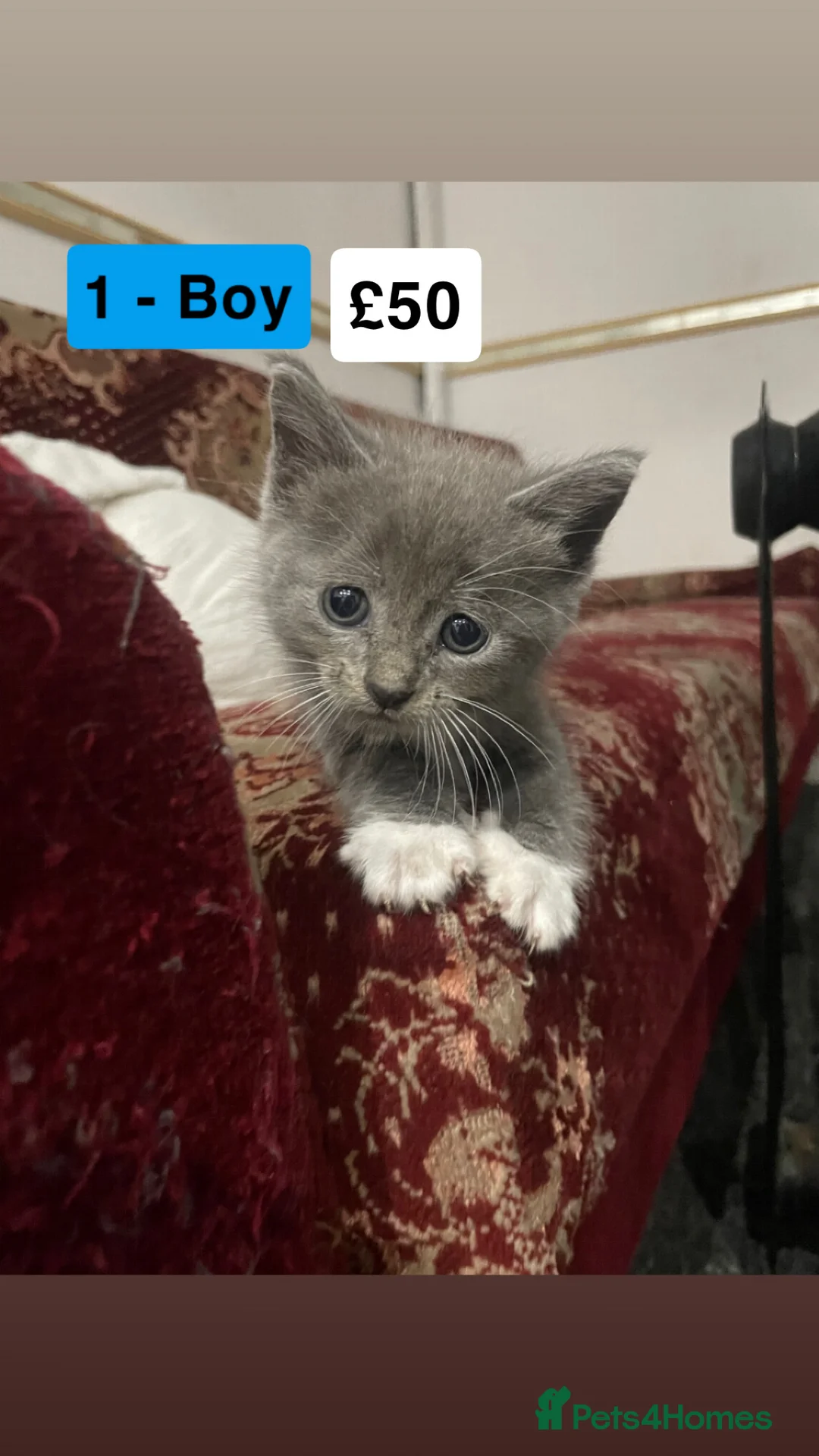 Mixed Breed cats for sale: Kittens For Sale! - Advert 9