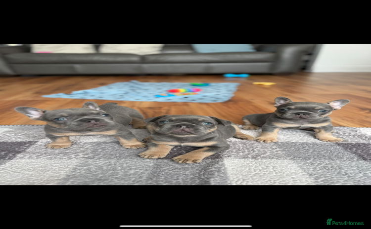 French Bulldog dogs - Advert 12