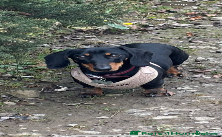 Miniature Dachshund dogs - Advert 1