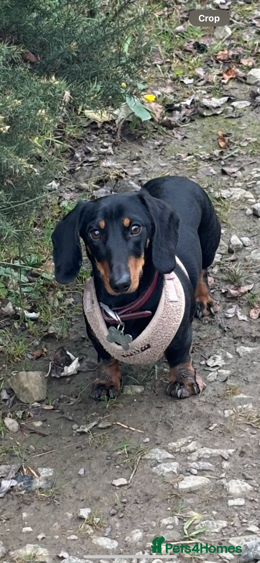 Miniature Dachshund dogs for sale: True miniature dachshund for sale  - Image 1