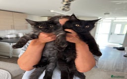 Maine Coon cats for sale: Pedigree Maine CoonsBlack Male & BlackSmoke Female - Image 1