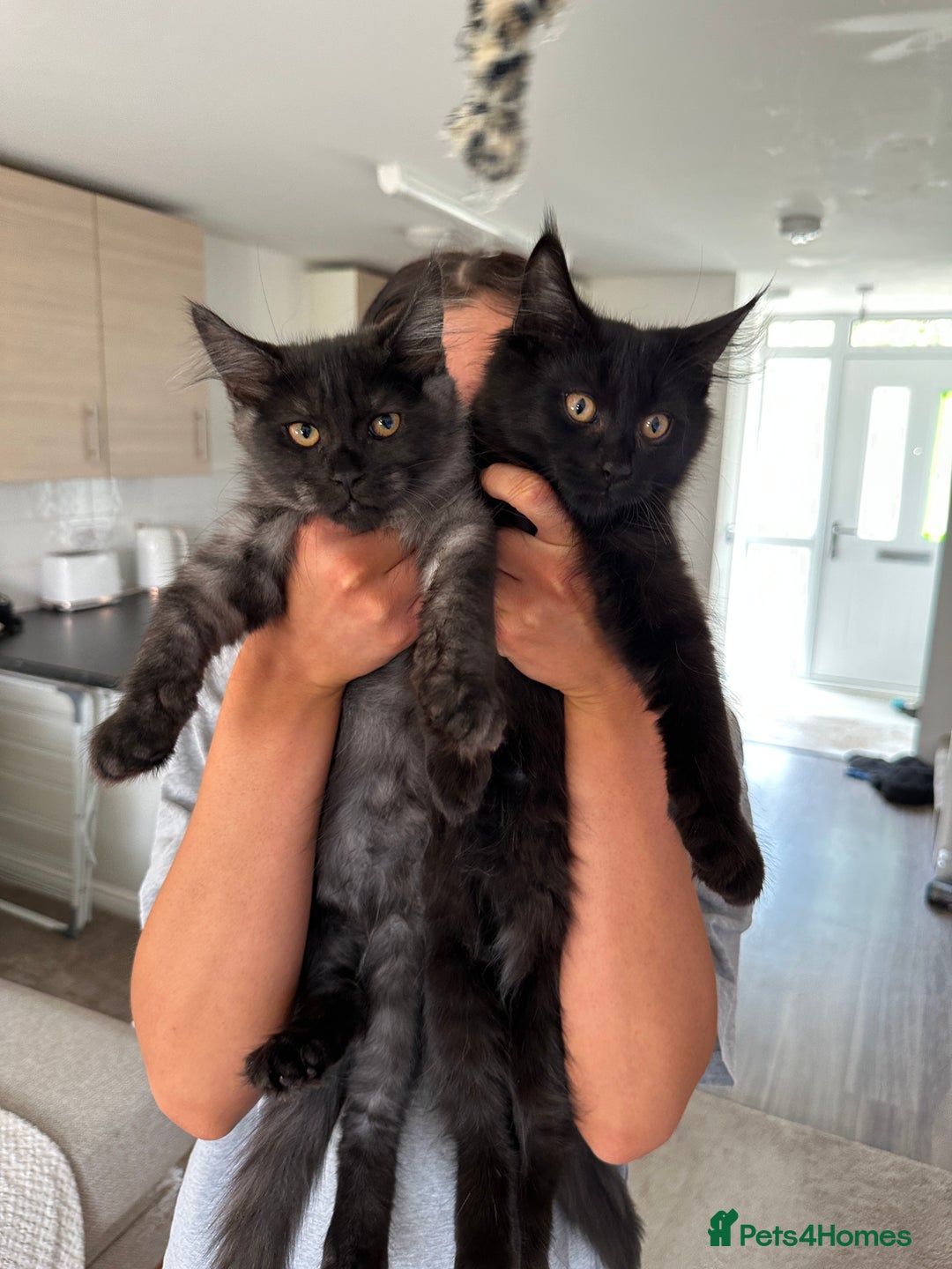 Maine Coon cats for sale: Pedigree Maine CoonsBlack Male & BlackSmoke Female - Image 1
