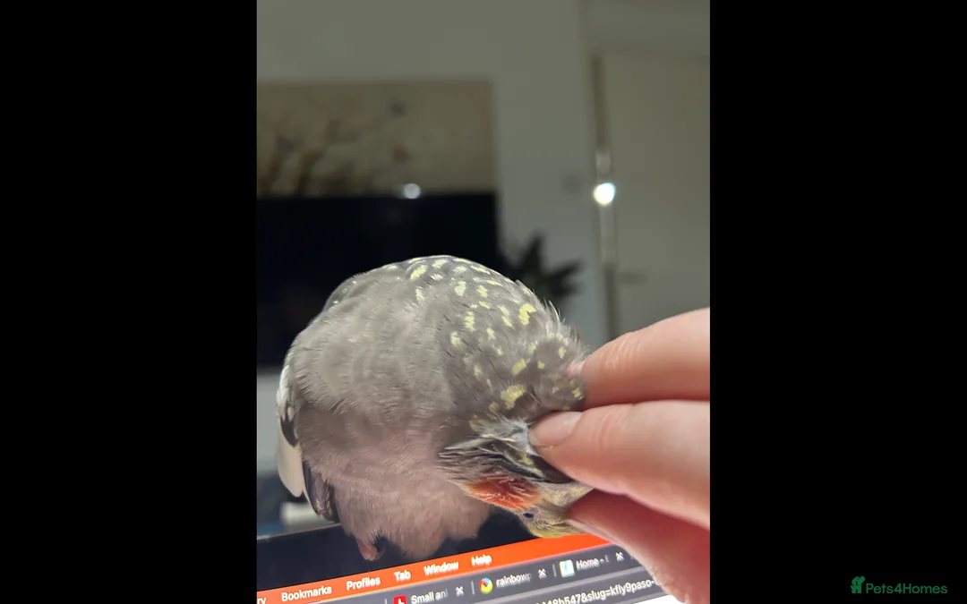 Cockatiels birds for sale: Two Loving Female Cockatiels for Rehoming - Advert 6
