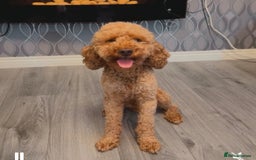Cockapoo dogs for stud: 🐾 STUD DOG AVAILABLE – Meet Koda 🐾 - Image 2