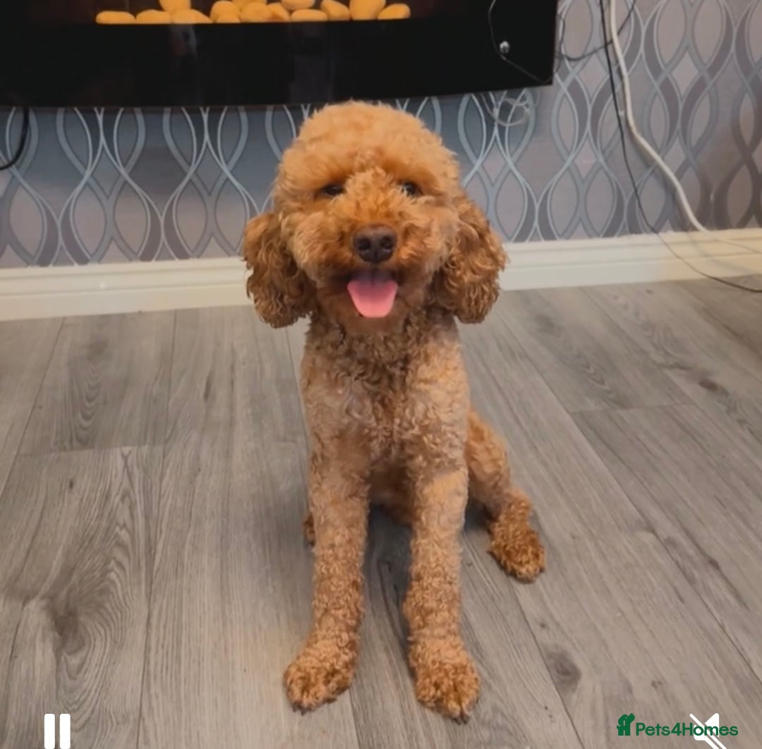 Cockapoo dogs for stud: 🐾 STUD DOG AVAILABLE – Meet Koda 🐾 - Image 2