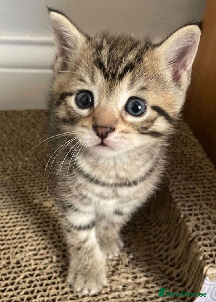 Mixed Breed cats Cute kittens - Advert 4