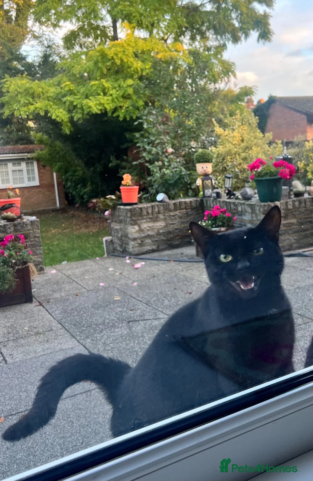 Mixed Breed cats for sale: 😍 3 Adorable Black & Tuxedo Kittens 🐈‍⬛💕 - Advert 31