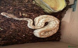 Python Snake reptiles for sale: Male Banana/caramel royal python with full set up  - Image 2