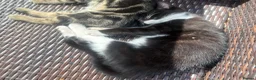 Mixed Breed cats for sale: Beautiful girl - Advert 3