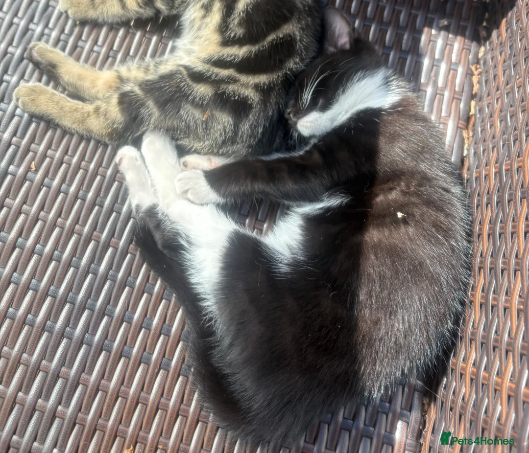 Mixed Breed cats for sale: Beautiful girl - Advert 3