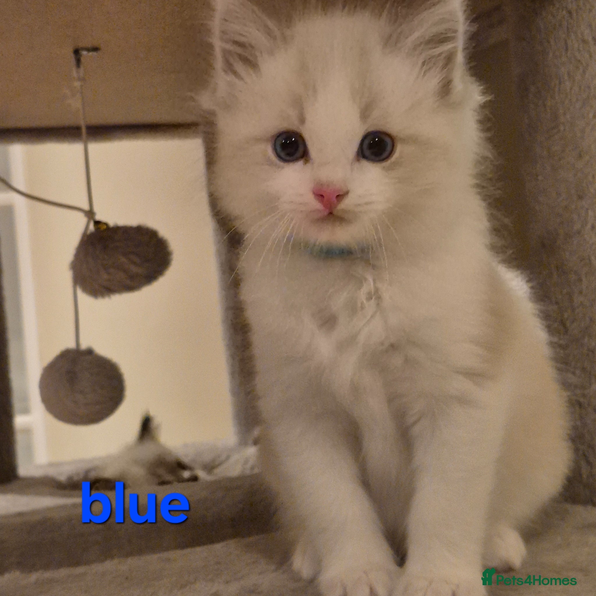 Ragdoll cats ✨ Exceptional Ragdoll Kittens 1 LEFT BLUE💙) - Advert 4