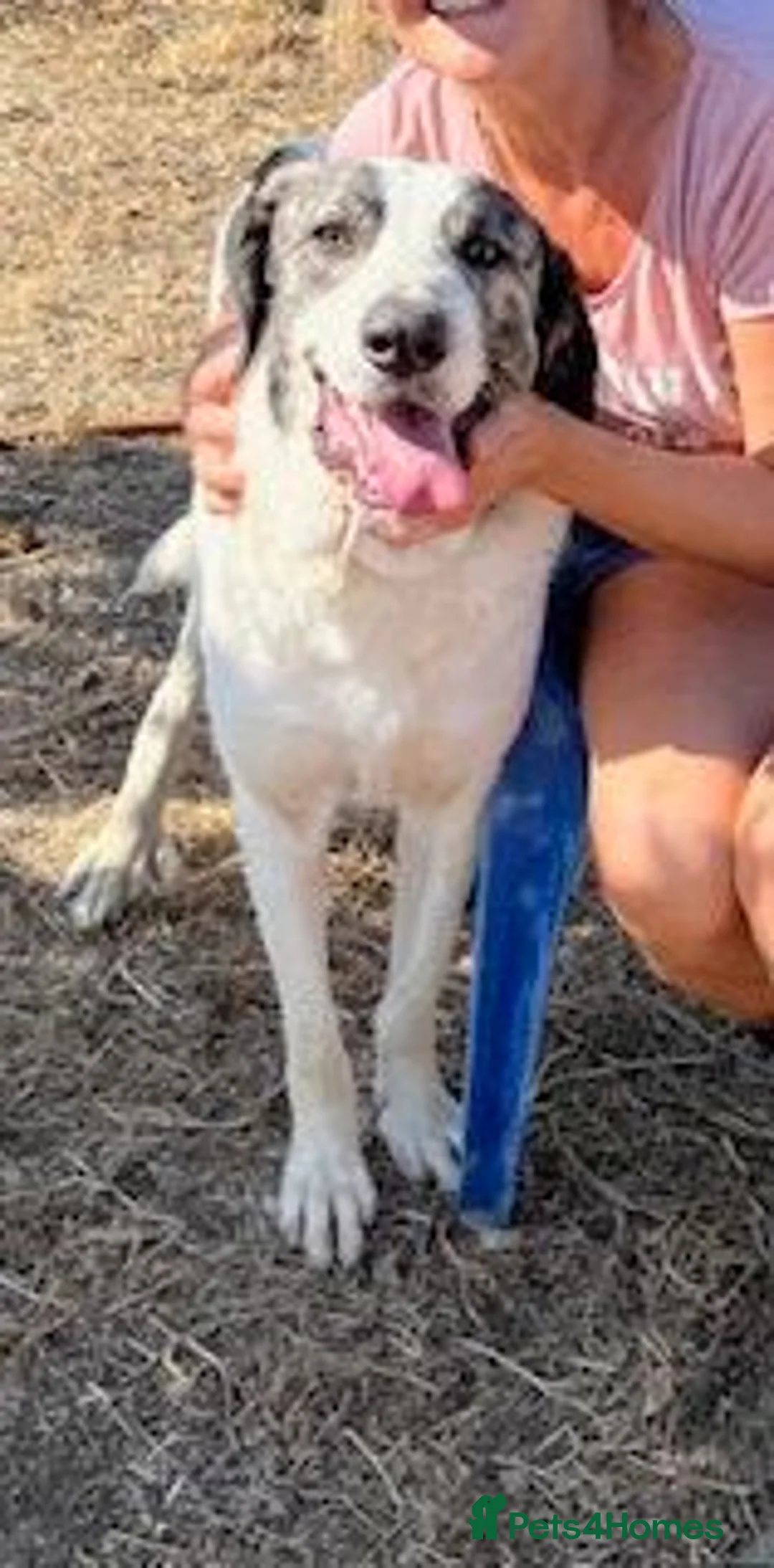 Mixed Breed dogs for adoption: Meet Danny ❤️ - Advert 3