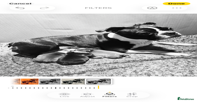 Boston Terrier dogs Beautiful KC Registered Boston Terrier Puppies  - Advert 4