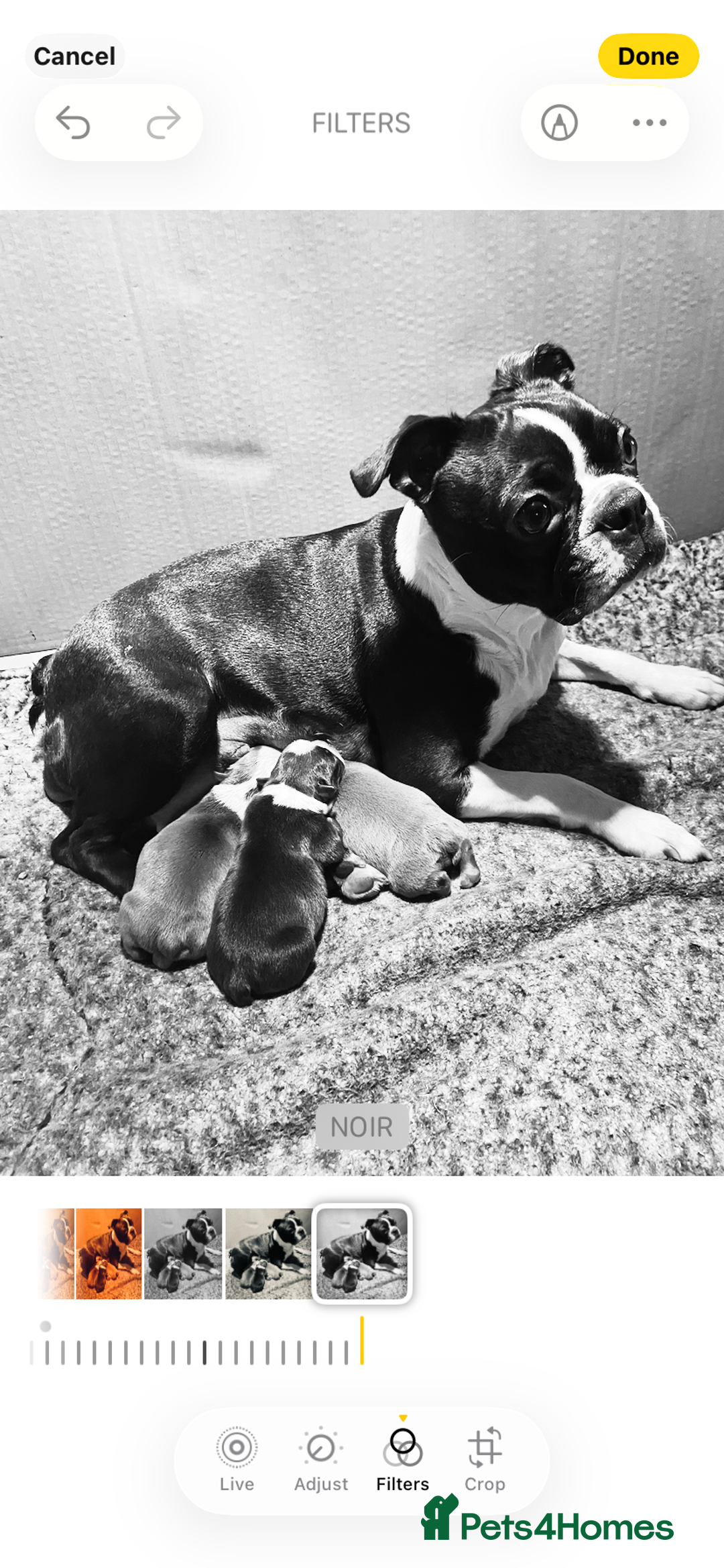 Boston Terrier dogs for sale: 🐾 Last Boston Terrier pup available 🐾 - Advert 5