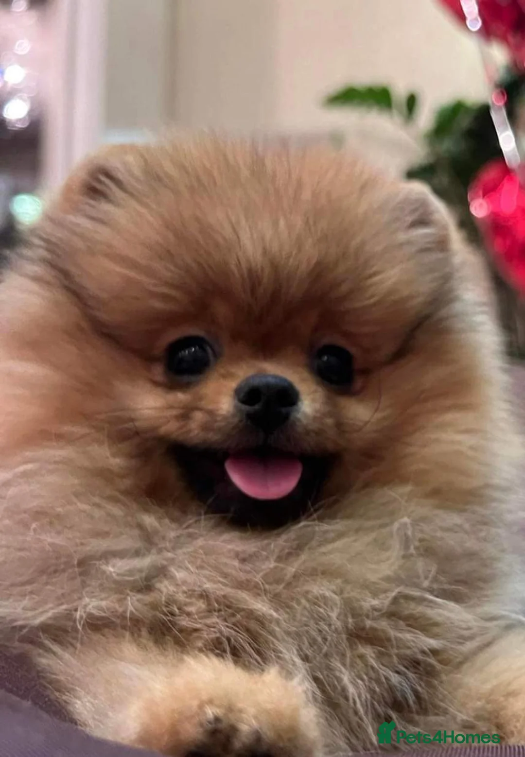 Pomeranian dogs for stud: Biggest Quality Pom StudTeam In uk  in Pontefract - Advert 5