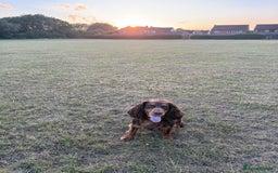 Cocker Spaniel dogs for stud: 🐾 Proven Stud - Healthy Working Cocker Spaniel 🐾 - Image 9