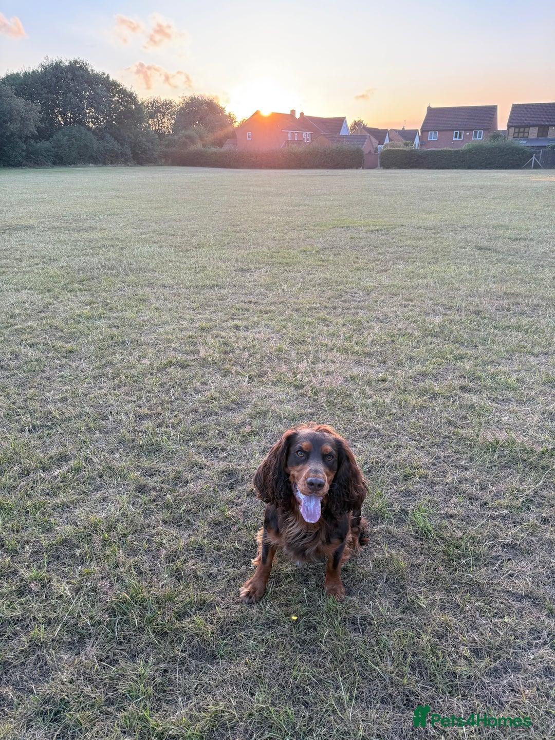 Cocker Spaniel dogs for stud: 🐾 Proven Stud - Healthy Working Cocker Spaniel 🐾 - Image 9