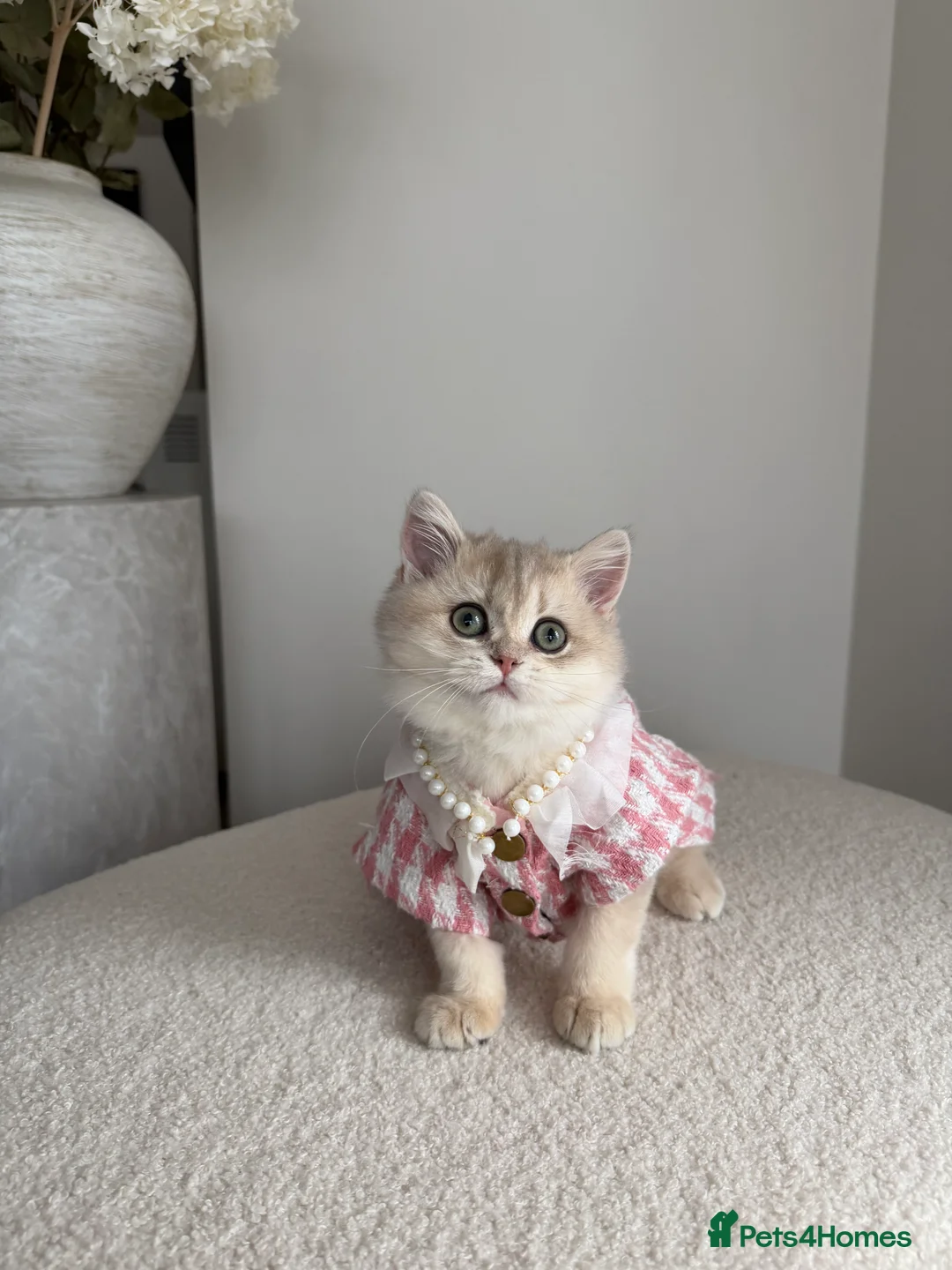 British Shorthair cats for sale: Blue Golden British Shorthair kitty - Advert 2