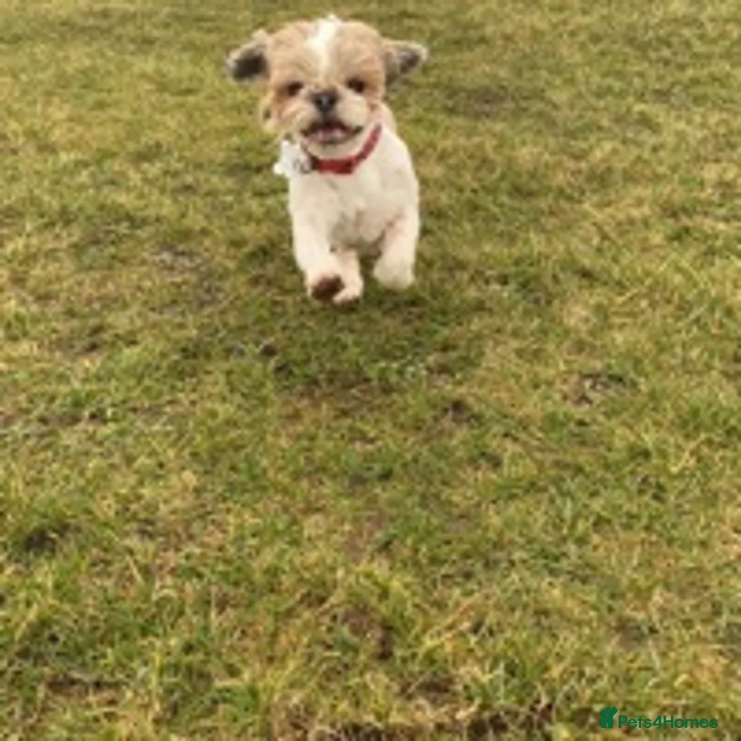 Shih Tzu dogs for stud: KC registered , beautiful stud dog in Cullompton - Advert 2