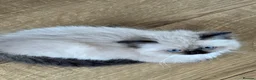 Ragdoll cats for sale: Beautiful Ragdoll kittens! Ready for new homes NOW - Advert 10