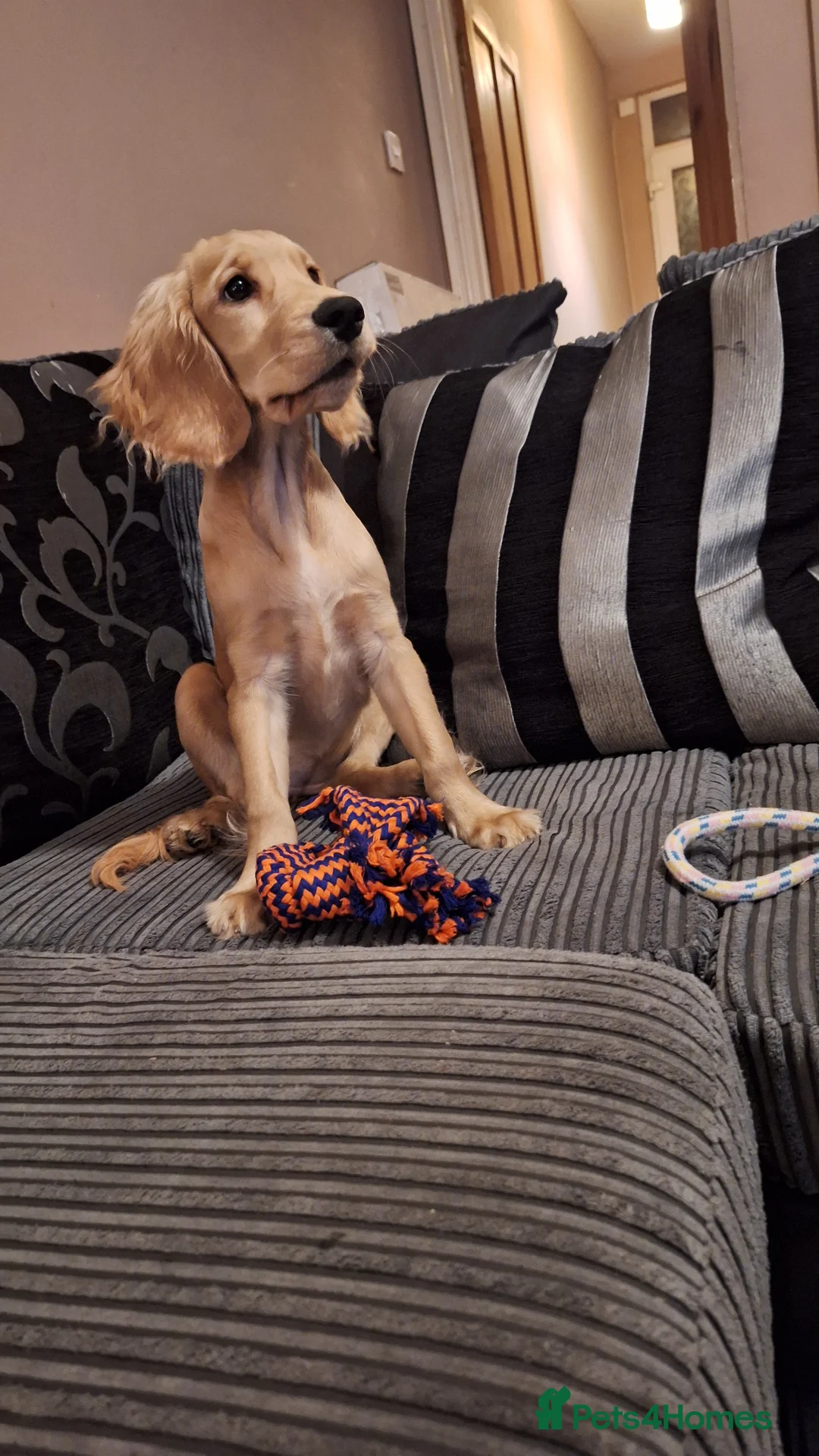 Cocker Spaniel dogs for sale: 1x Bitch Cocker Spaniel  - Advert 9