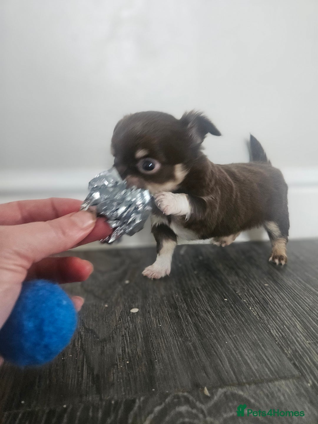 Chihuahua dogs for sale: Beautiful Chihuahua pups - Image 3