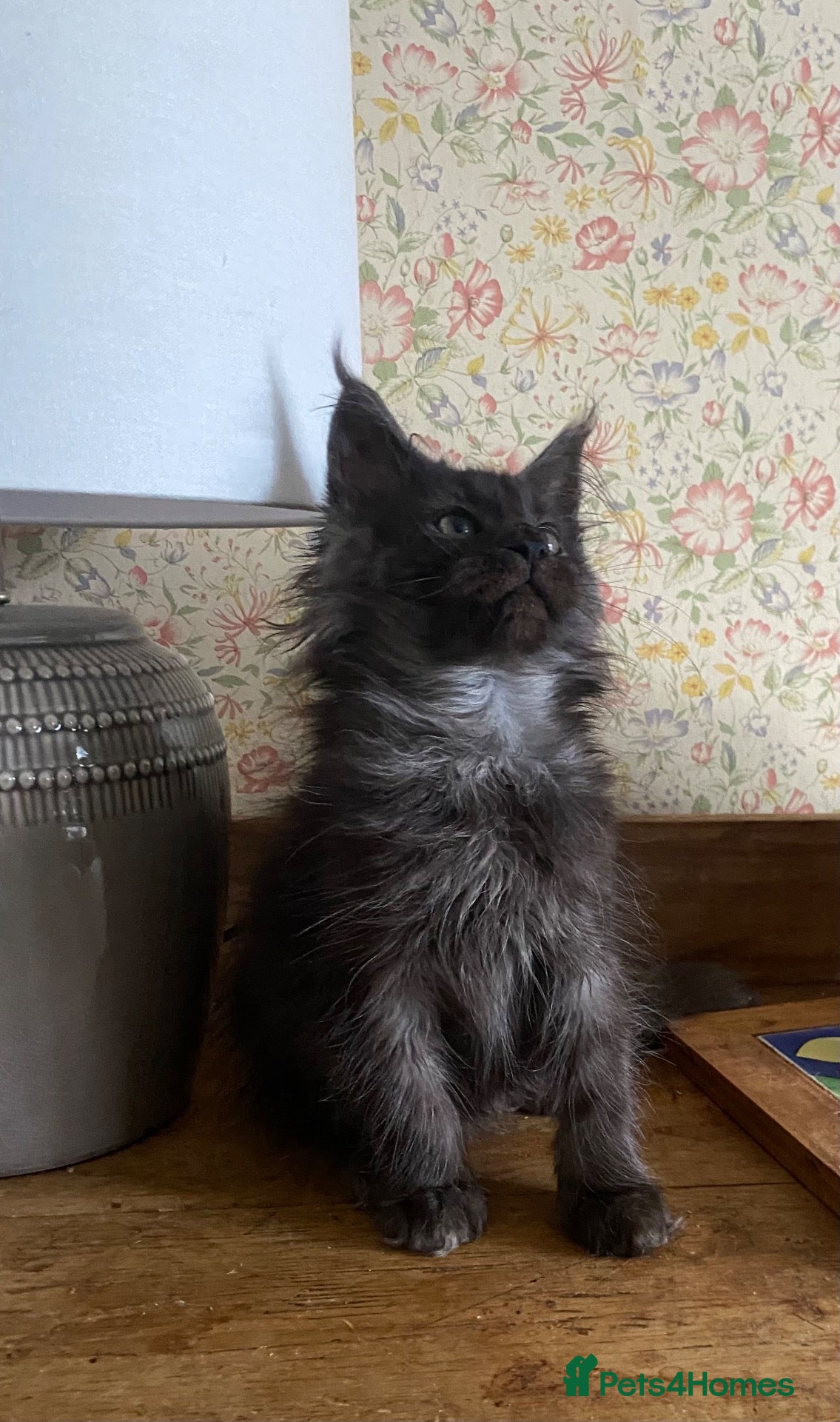 Maine Coon cats for sale: Full Russian lines Coon kittens Registered Parents - Advert 1