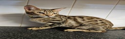 Bengal cats for sale: Silver/ mink bengals kittens  - Advert 11