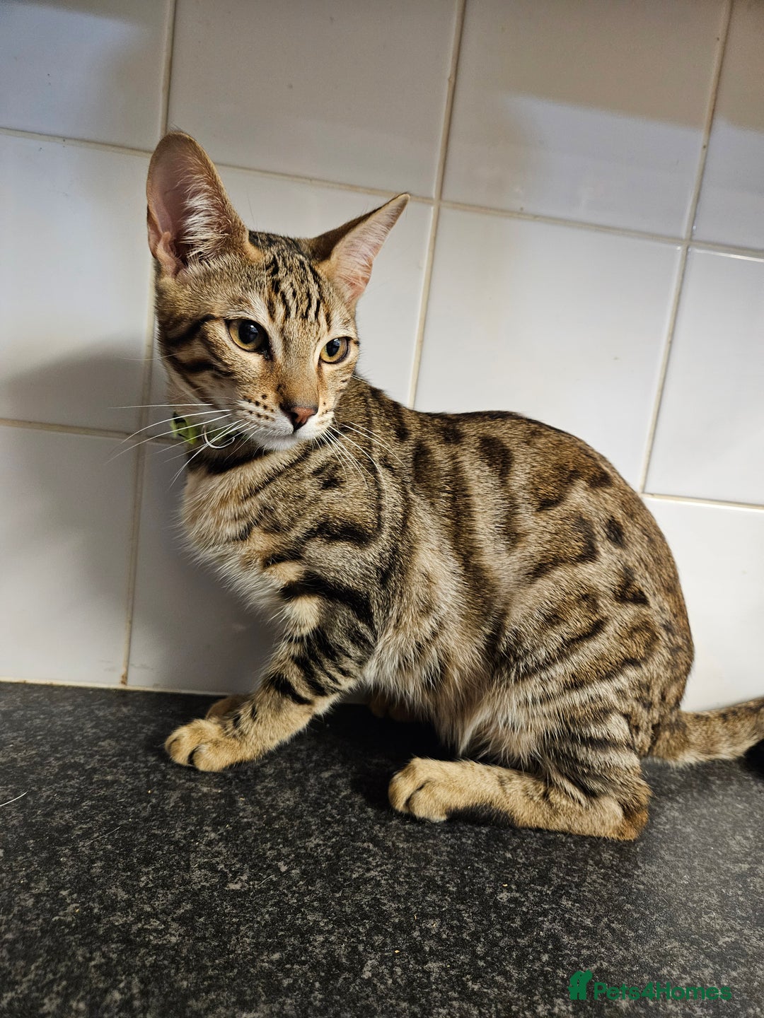 Bengal cats for sale: Silver/ mink bengals kittens  - Advert 11