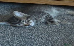 Mixed Breed cats for sale: Beautiful kittens - Image 6
